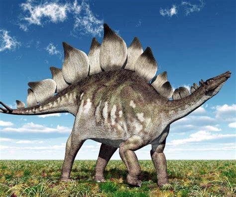All Facts for Kids about Stegosaurus Dinosaurs