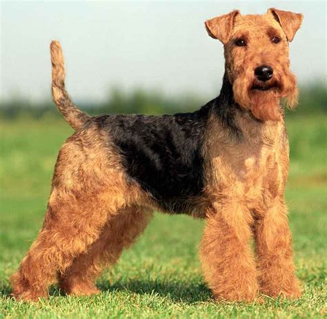 Terriers - List of all Terrier dog breeds - K9 Research Lab