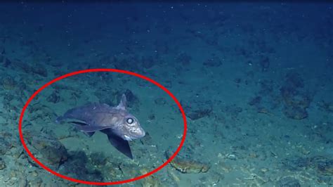 Deep Sea Creatures Caught On Camera Qascorp - vrogue.co