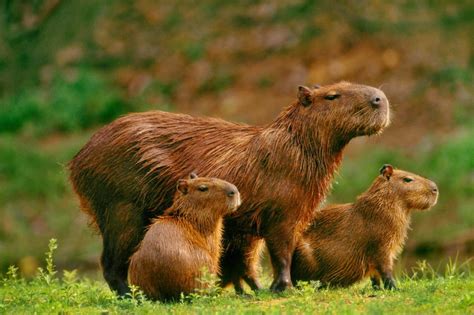 Idas e vindas da capivara – Jornal do Commercio