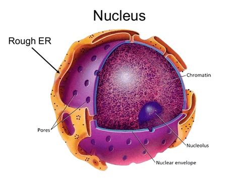 Nucleus Animal Cell