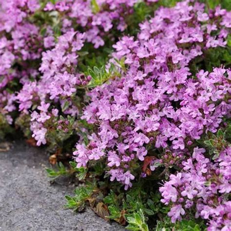 100 PCS Creeping Thyme Seeds Perennial Ground Cover Garden Decoration ...