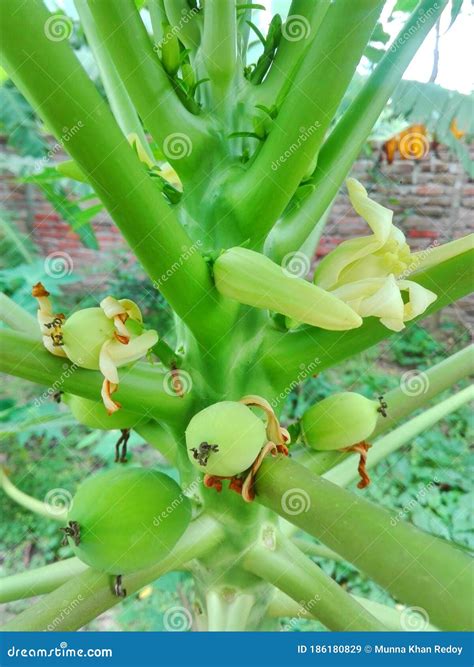 Papaya Flowers in Our Garden, Papaya is Sweet and Taste Fruits. Stock ...