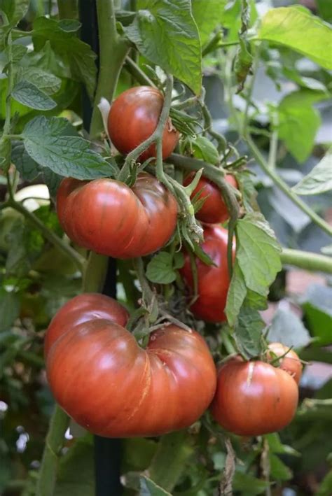 Cherokee Purple Tomato Plant Care & Growing Basics: Water, Light, Soil ...