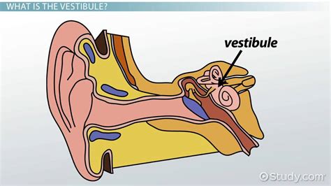 Vestibule of the Ear | Anatomy, Function & Location - Lesson | Study.com