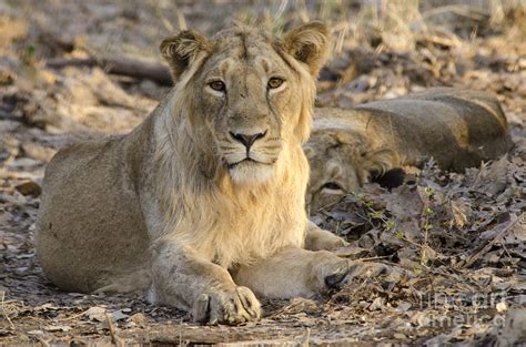 Gir Lion Photograph by Pravine Chester