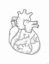 Human Heart Coloring Pages sketch template