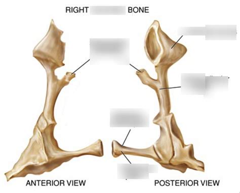 Structures of the palatine bone Diagram | Quizlet