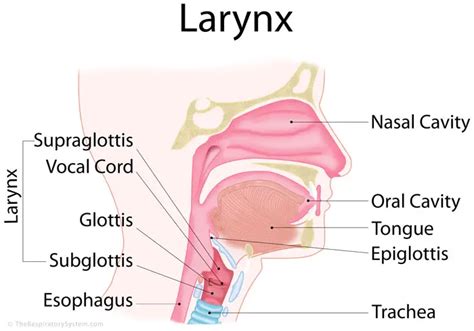 Larynx Diagram