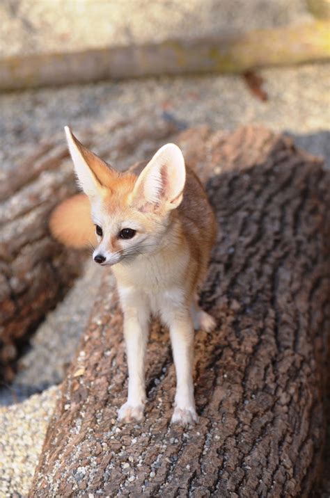 Fennec Foxes at the Zoo! - Sacramento Zoo