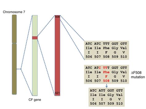 PPT - Chromosome 7 PowerPoint Presentation, free download - ID:3304500