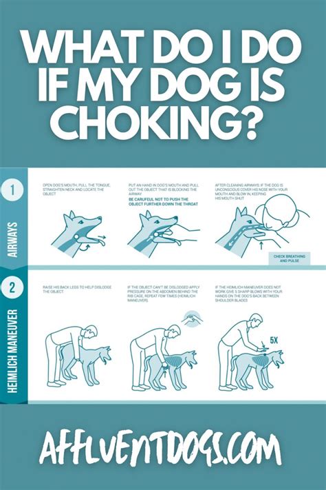 Dog CPR Dog CPR and first aid, pet emergency procedure for choking and reanimation with stick ...