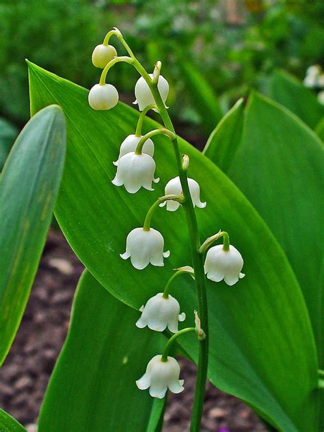 How to Grow Lily of the Valley, a Cottage Garden Favorite - Dengarden