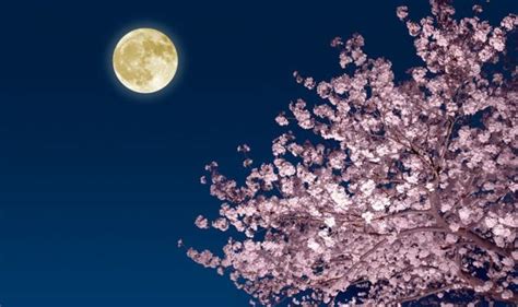 Pink Moon 2019 meaning: What is the spiritual meaning of April's Full Moon? | Express.co.uk