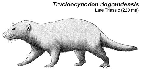 Month of Mesozoic Mammals #01: Cynodont Ancestors – Nix Illustration