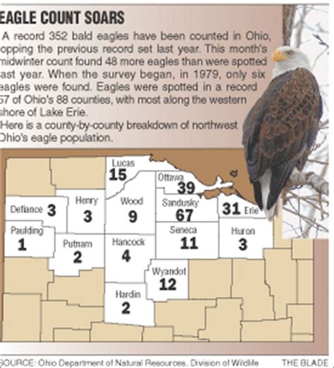 More eagles spread wings across Ohio, survey shows - Toledo Blade