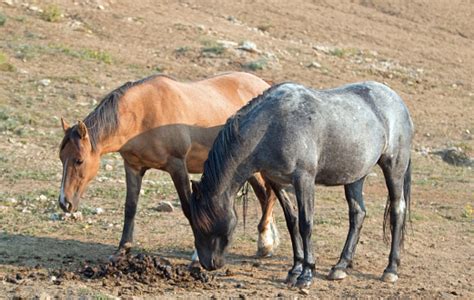 Blue Roan Horse Breeds, Origins, Colors & Names (W/ Pictures)