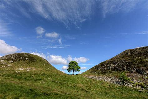 Sycamore Gap - England #4 Photograph by Joana Kruse - Fine Art America