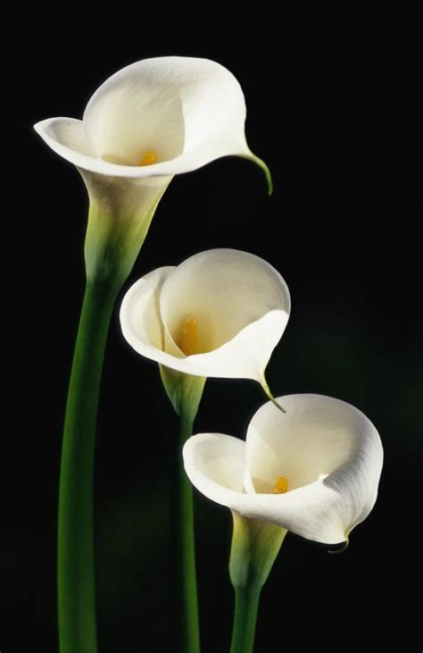 The Symbolization Behind Calla Lily Colors | Calla Lily