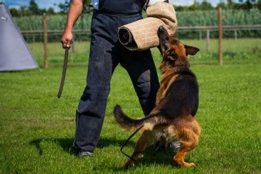 What Is Schutzhund Training? | German Shepherd Dog HQ