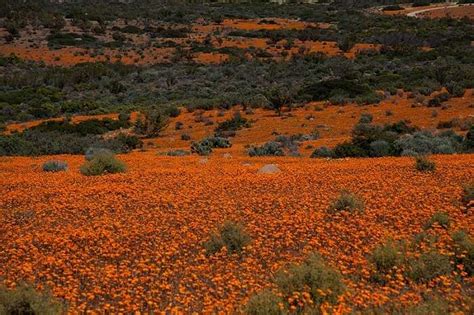 Visit Namaqua National Park For A Memorable Trip In Africa