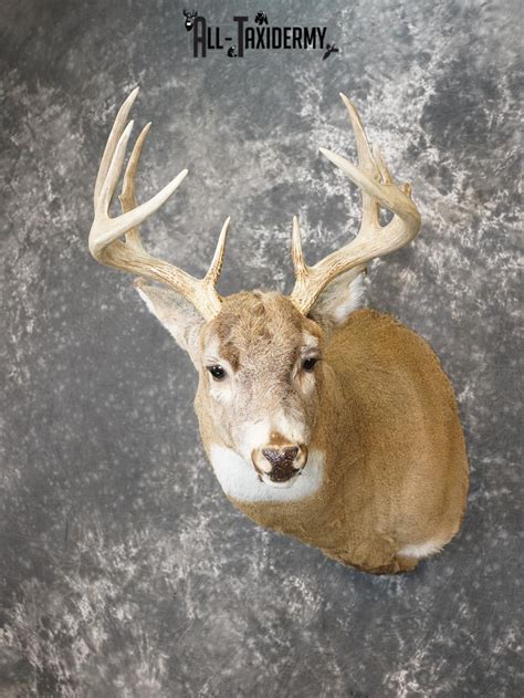 10 Point Whitetail deer taxidermy shoulder mount for sale SKU 2159 ...