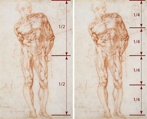 How to measure proportions of a human body? - Anatomy Master Class