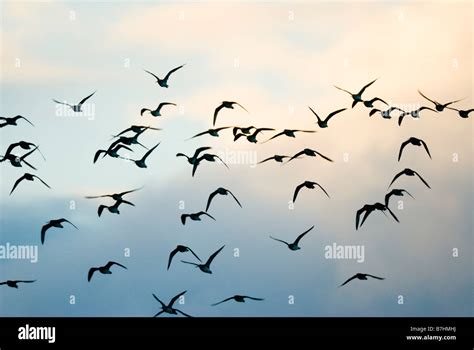 Bar-tailed Godwit flock flying sunset New Zealand Stock Photo - Alamy