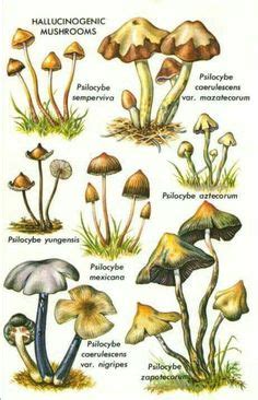 Hallucinogenic Mushrooms Identification