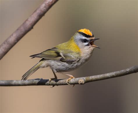 Firecrest Wendover Woods 18-04-2015-72983 | Firecrest, as fe… | Flickr