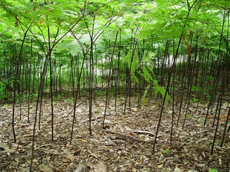 Pteridium aquilinum (bracken fern): Go Botany