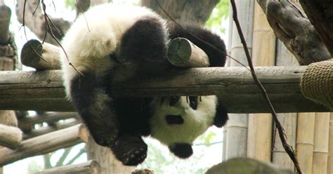 Chengdu Panda Base: 4-Hour Private Tour with Pickup/Drop-Off | GetYourGuide