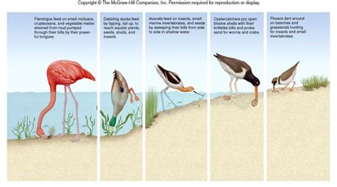 Ecological niche concept | Mind Map