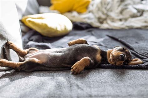 How To Stop A Dog From Snoring? 6 Solutions Worth Your Sleep