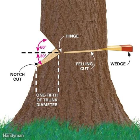 How to Cut Down a Tree Safely | Family Handyman