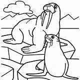 Walrus Coloring Pages  Home sketch template