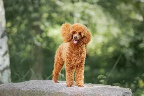 French Poodles: Elegance, Intelligence, and Companionship