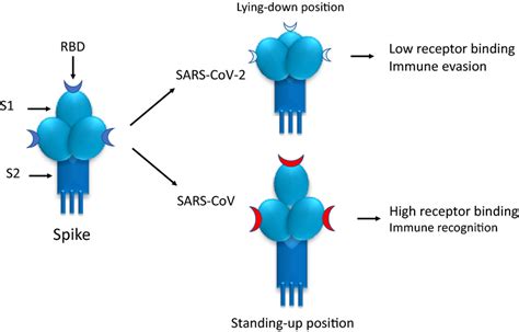 Receptor-binding domain (RBD) of the S protein may constantly switch ...