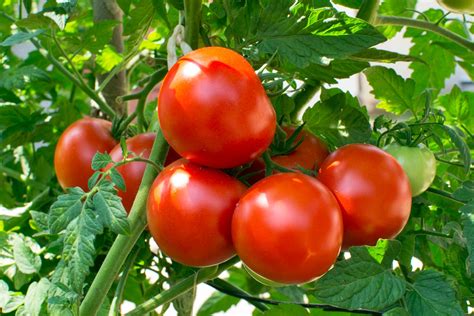 Southern Tomato Gardening: Growing Tomatoes In Texas And Surrounding States