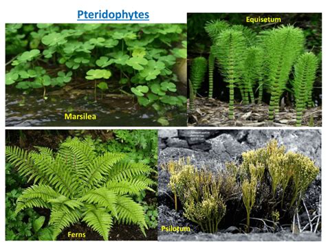 Kingdom Plantae Examples Scientific Name