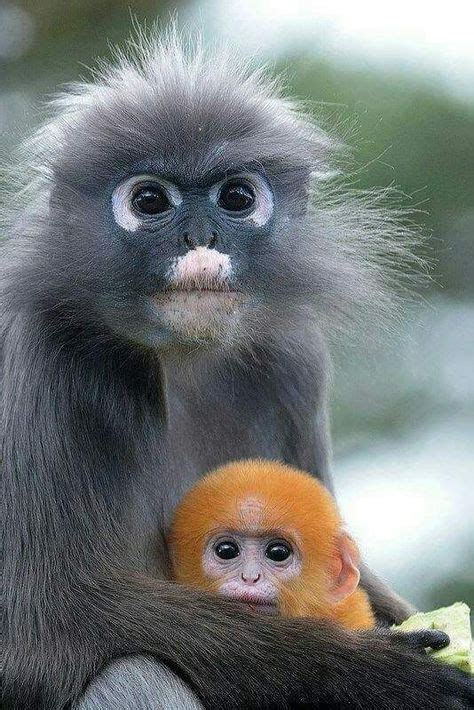 The Rain Forest Site | Cute animals, Animals beautiful, Cute baby animals