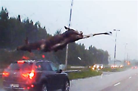 Panicked moose goes flying through air after smashing into car windscreen on busy motorway ...