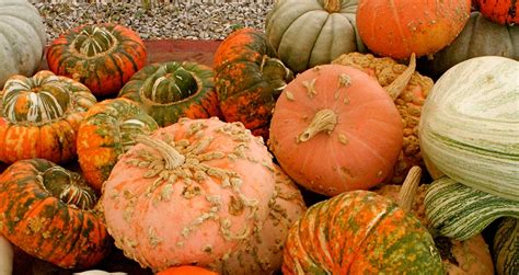 Picking the Perfect Pumpkins: A Guide to Heirloom Pumpkin Varieties