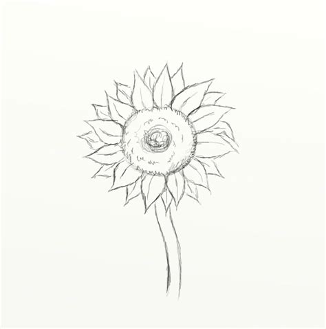 How to Draw a Sunflower | FeltMagnet