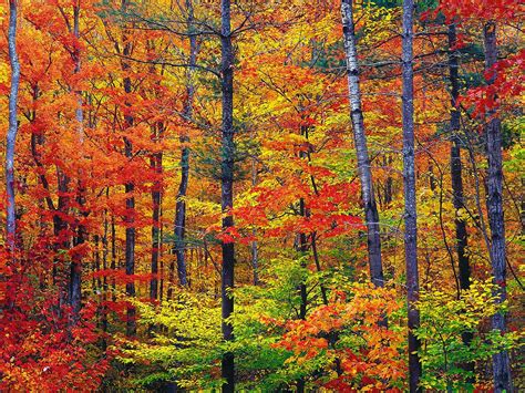 Leaf peeping - Wikipedia