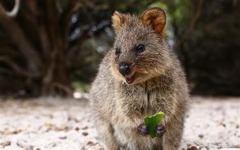 wallpaper quokka, cute, food, cute animal HD : Widescreen : High ...