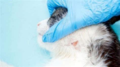 Worming Cats For Ringworm at Todd McAnally blog