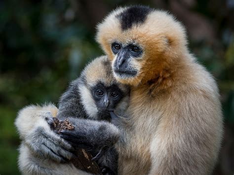 New Gibbon Species Found in Royal Tomb in China