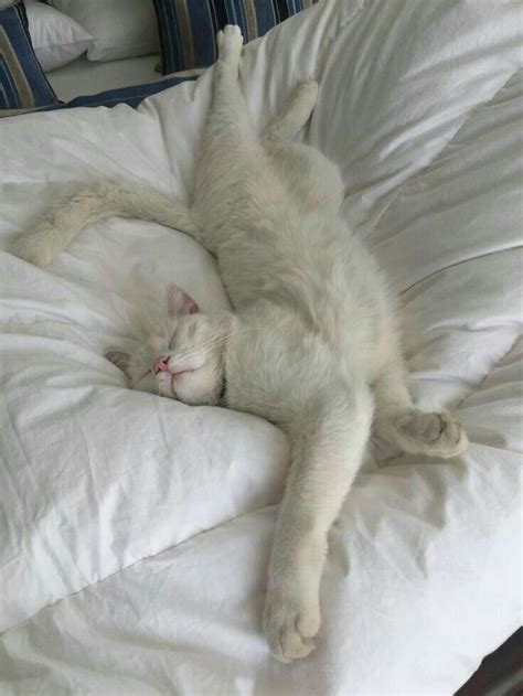 White cat sleeping in white bed #cat #whitecat #feline Animals And Pets, Baby Animals, Funny ...