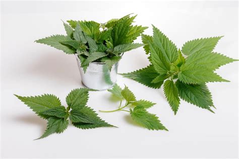 Nettle Tea: Health Benefits And Preparation Tips - Balkan Teas: A Taste Of Tradition